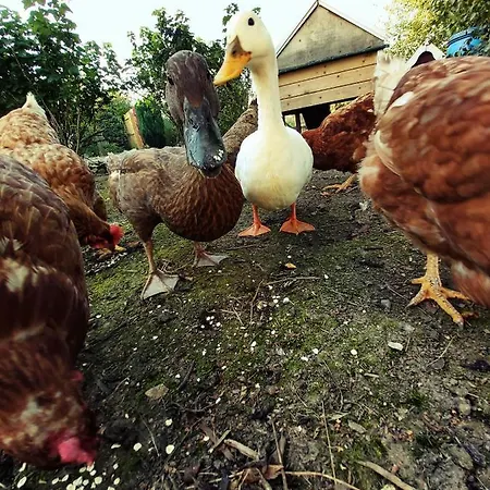 The Feathers Shepherds Hut Luxury tent *