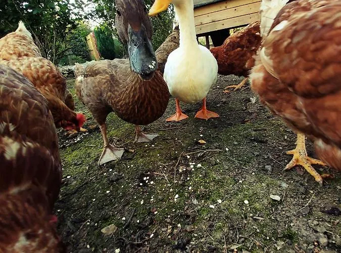 The Feathers Shepherds Hut 豪华帐篷 *